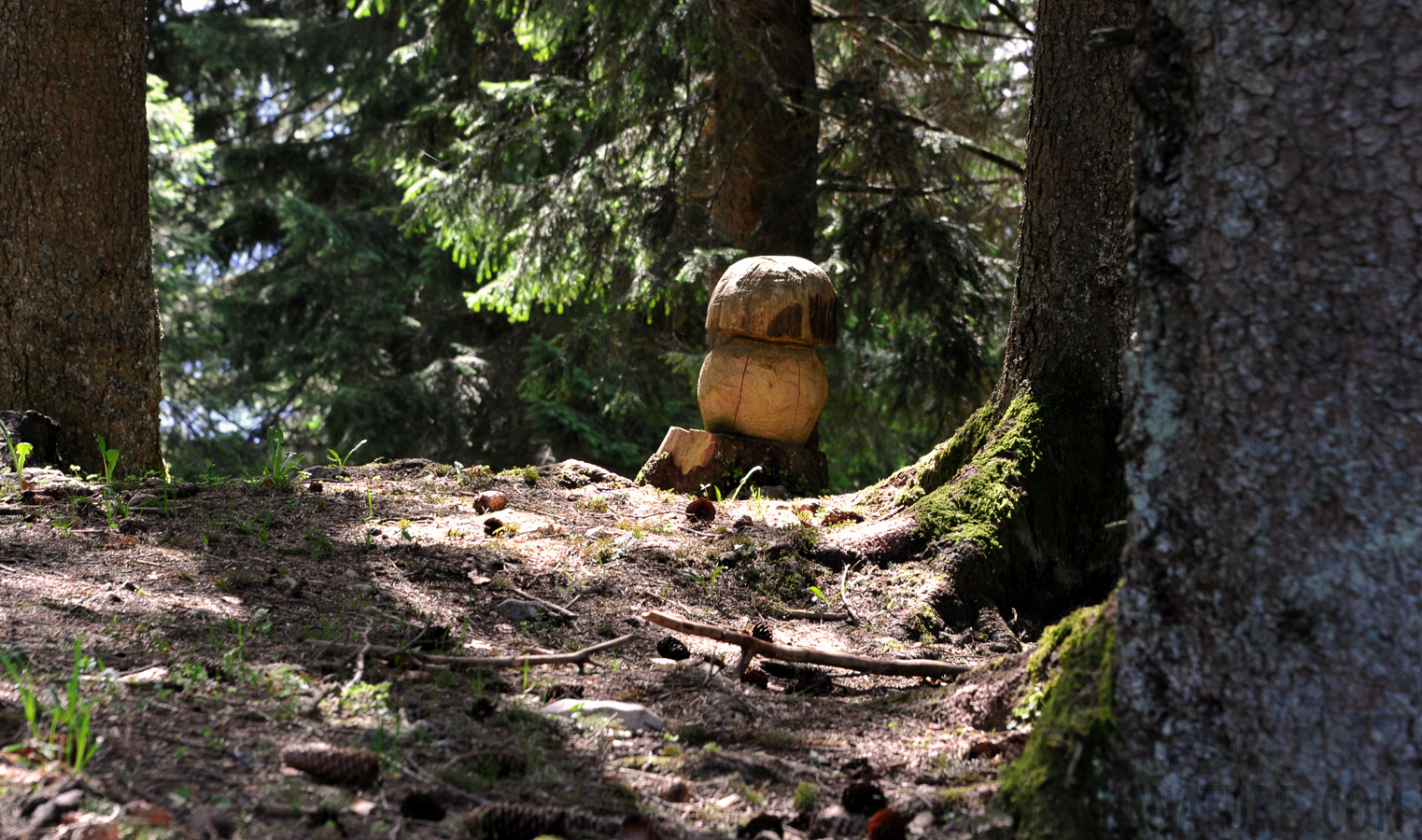 Waldpilz [135 mm, 1/60 Sek. bei f / 9.0, ISO 800]